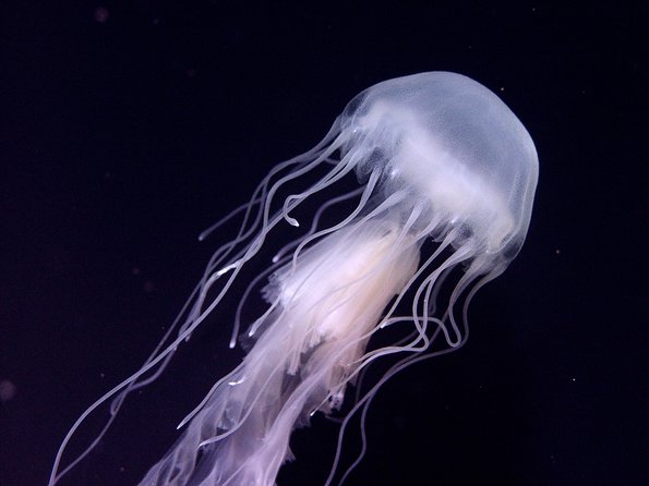 Skip the Ticketing Line: Aquarium of the Pacific General Admission Ticket - What Your $44.95 Ticket Gets You