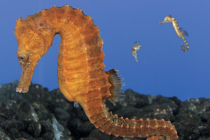 Skip the Ticketing Line: Aquarium of the Pacific General Admission Ticket - Shark Lagoon and the Aquarium’s Big Animals