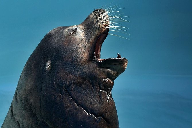 Skip the Ticketing Line: Aquarium of the Pacific General Admission Ticket - Pacific Visions and the 4D Movie