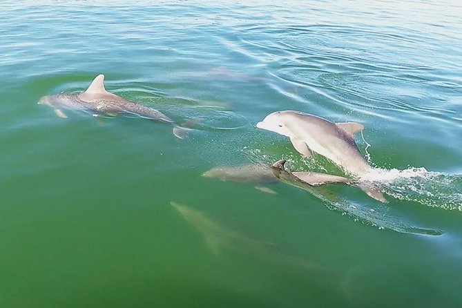 Small Group 2 Hour Dolphin Cruise with Snorkeling to Shell Key - Why the captain matters on a small boat