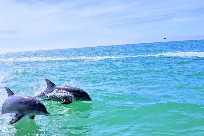 Small Group 2 Hour Dolphin Cruise with Snorkeling to Shell Key - Is $75 a good value for two hours?