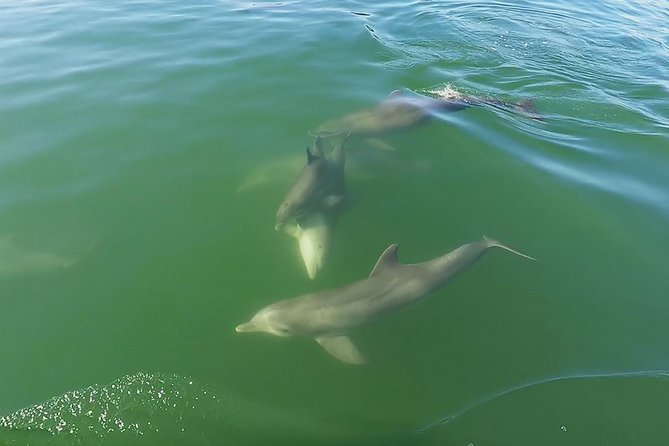 Small Group 2 Hour Dolphin Cruise with Snorkeling to Shell Key - Practical details before you go
