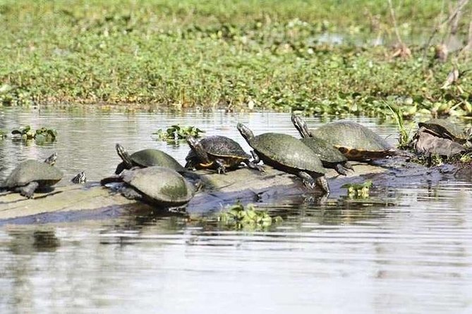 Small-Group Airboat Swamp Tour with Downtown New Orleans Pickup - How Much Value Do You Get for $115?