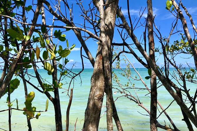Small Group Kayak Tour of the Shell Key Preserve - Is $79 good value?