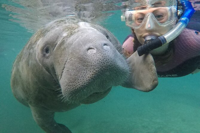 Small Group Manatee Snorkel Tour with In-Water Guide and Photographer - Key points to know before you go