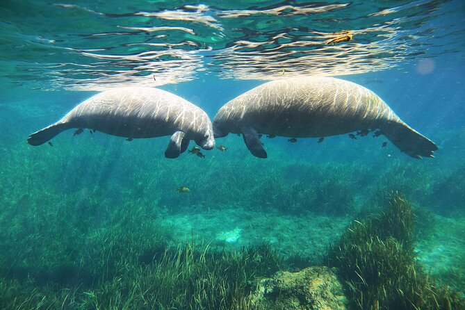 Small Group Manatee Snorkel Tour with In-Water Guide and Photographer - The van transfer and heated pontoon ride