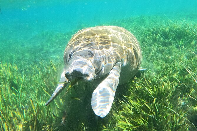 Small Group Manatee Snorkel Tour with In-Water Guide and Photographer - Underwater photos and videos worth considering