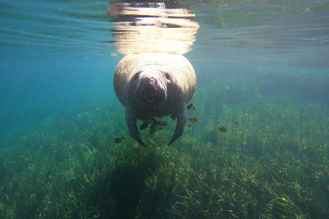 Small Group Manatee Snorkel Tour with In-Water Guide and Photographer - What $89.99 includes, and where the value lies