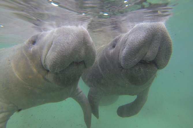 Small group Manatee Tour with In-Water Divemaster/Photographer - Why Crystal River is the right place to see manatees