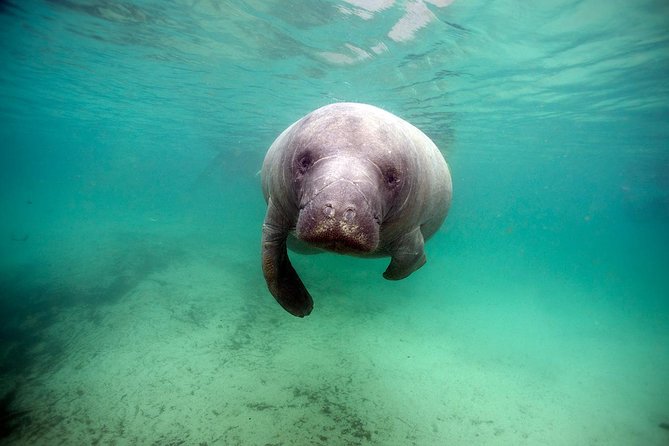 Small group Manatee Tour with In-Water Divemaster/Photographer - How the $98.50 price measures up