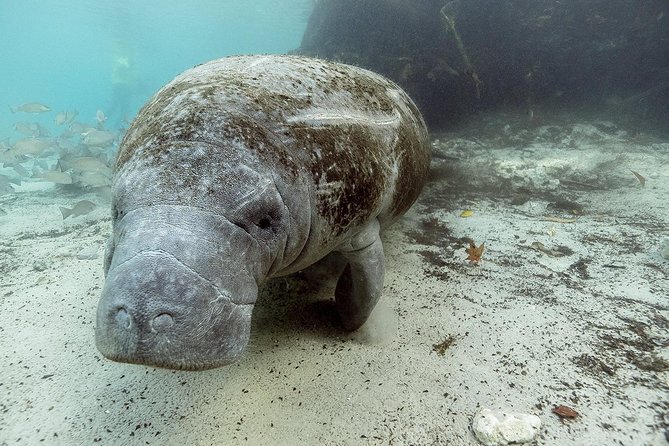 Small group Manatee Tour with In-Water Divemaster/Photographer - Arriving at 9301 West Fort Island Trail