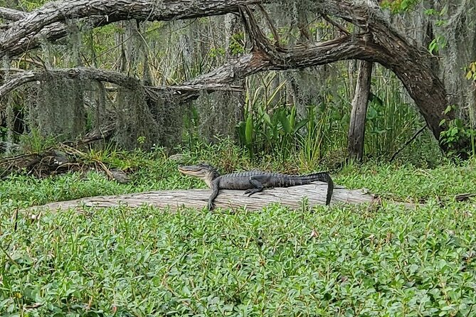 Small-Group Manchac Swamp Kayak Tour - Timing, group size, and value