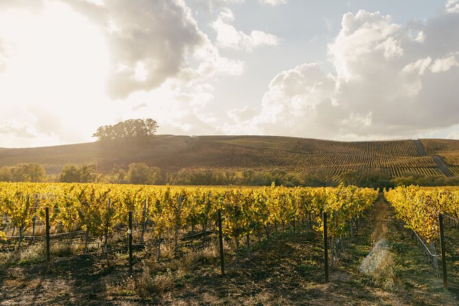Small Group: Ultimate Napa & Sonoma Wine Tour from San Francisco - The Sonoma Family Winery