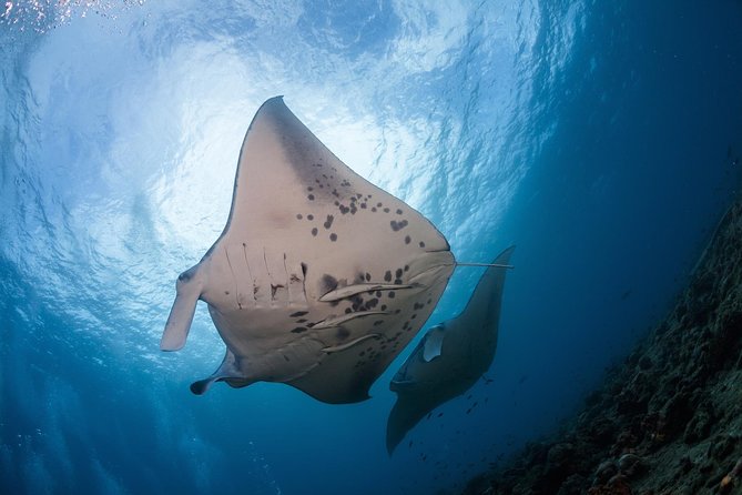 Snorkel with Manta Rays Guaranteed - Key details before you book