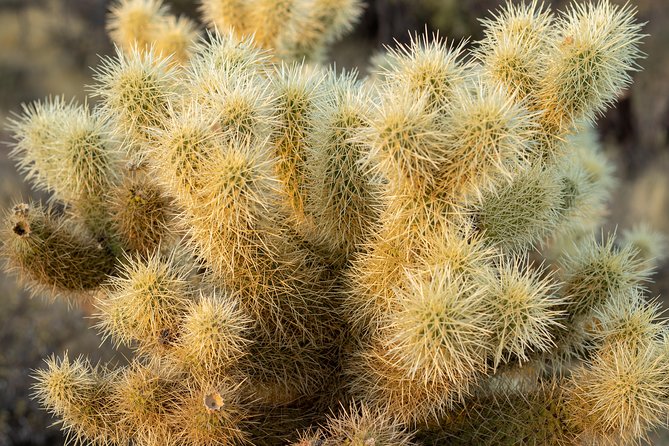 Sonoran Desert Jeep Tour - Reata Pass and the Old Stagecoach Route