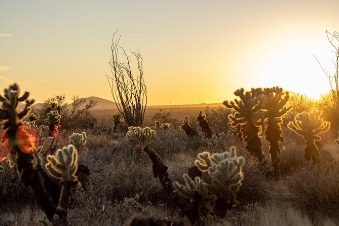 Sonoran Desert Jeep Tour at Sunset - What you learn about the Sonoran Desert