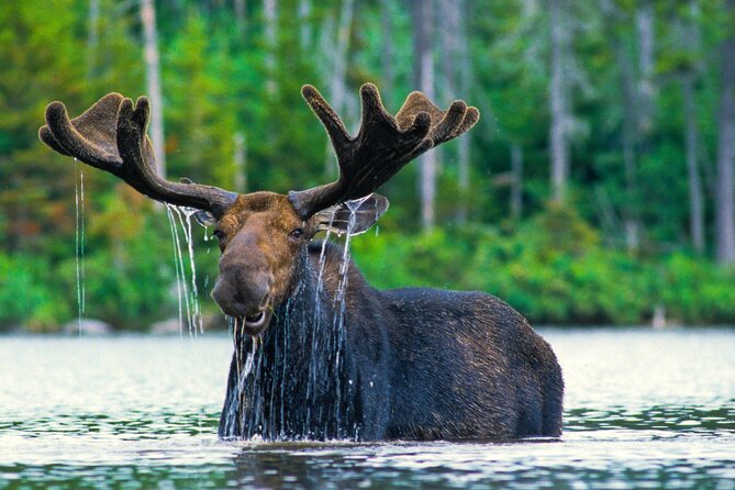 Sunset 4-Hour Grand Teton Wildlife Adventure - Why the Sunset Hours Matter in Grand Teton
