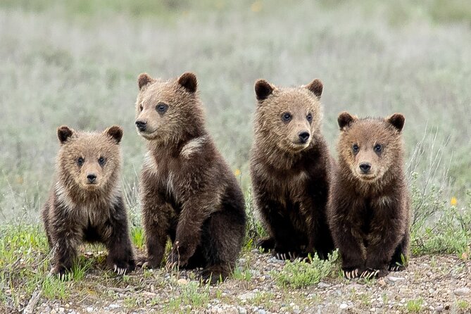 Sunset 4-Hour Grand Teton Wildlife Adventure - Who Will Enjoy This Tour Most?