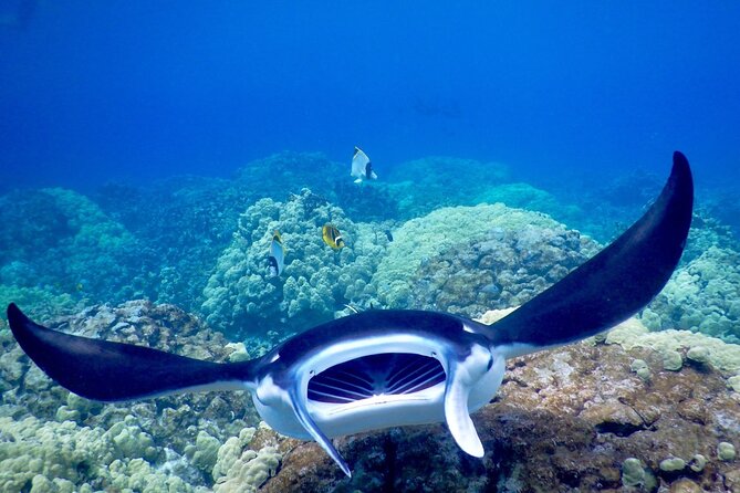 Sunset and Manta Ray Snorkel Adventure - Who should book this experience?