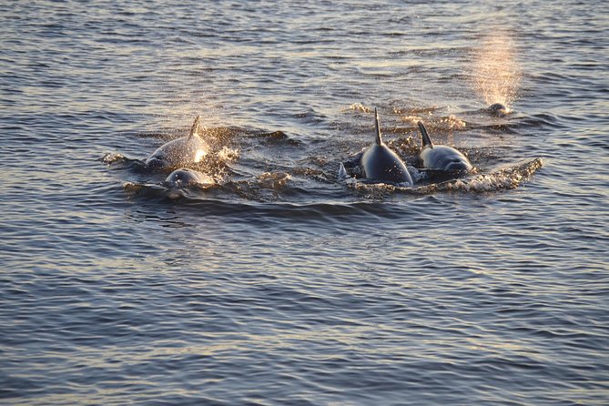 Take a Scenic Boat Ride in St. Augustine - What the narration is really like