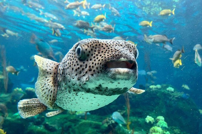 The Florida Aquarium in Tampa General Admission - Quick takeaways for planning your visit