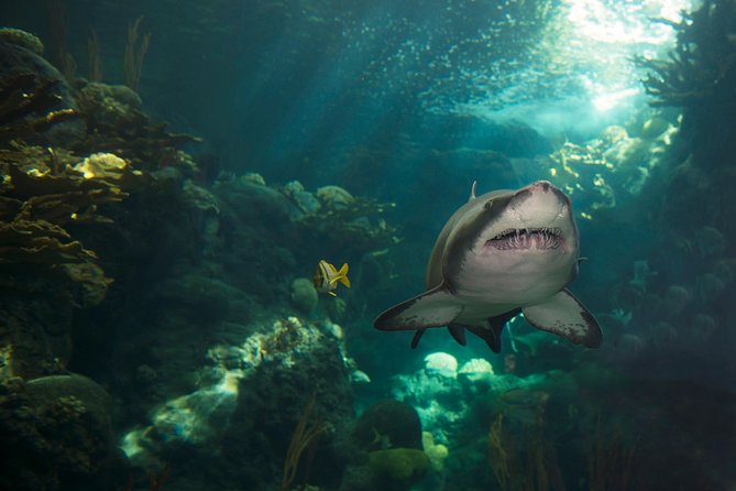 The Florida Aquarium in Tampa General Admission - Waves of Wonder brings the color