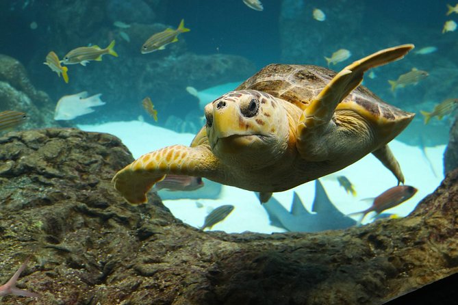 The Florida Aquarium in Tampa General Admission - Daily programs add life to the visit