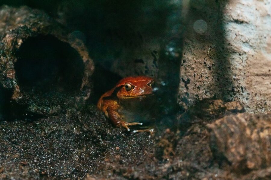 The Florida Aquarium Ticket - Pair the aquarium with Tampa’s waterfront