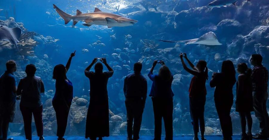 The Florida Aquarium Ticket - Take your time at the three touch pools