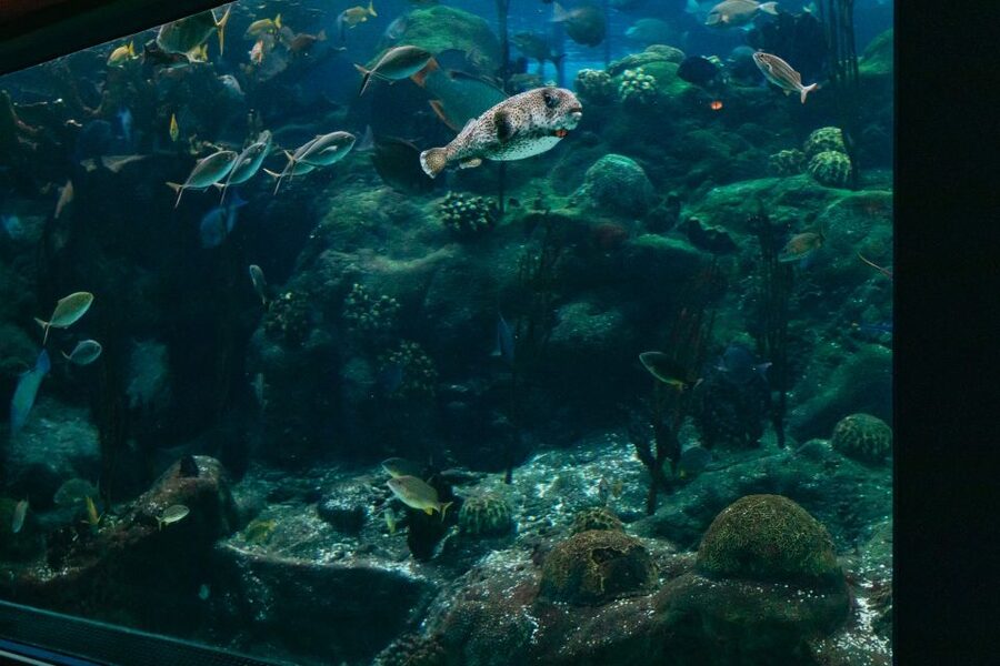 The Florida Aquarium Ticket - Meet seahorses, lemurs, and animals built for survival