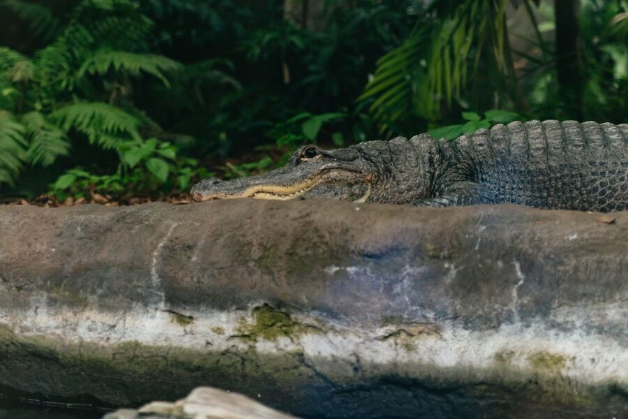 The Florida Aquarium Ticket - How long should you stay?