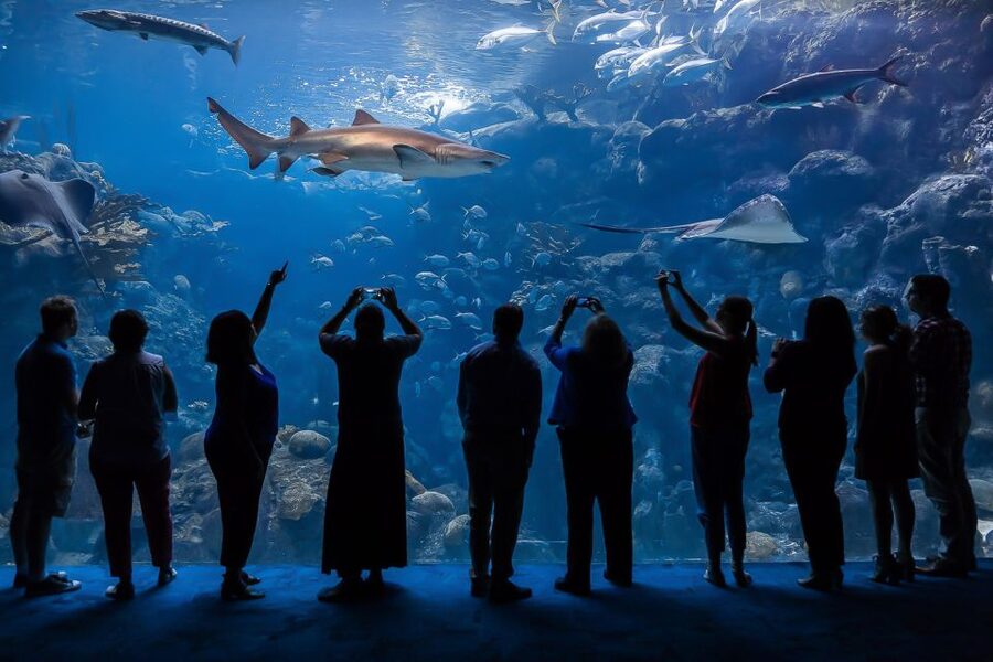 The Florida Aquarium Ticket - Start at sea level in the Florida galleries