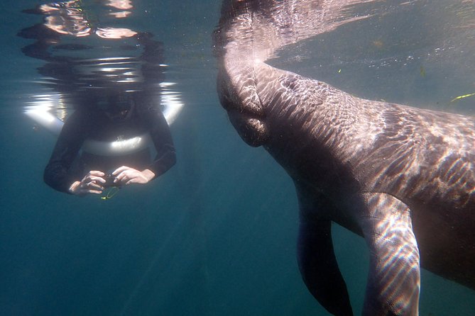 The 'OG' Manatee Snorkel Tour with In-Water Guide/Photographer - Starting at River Ventures on Kings Bay