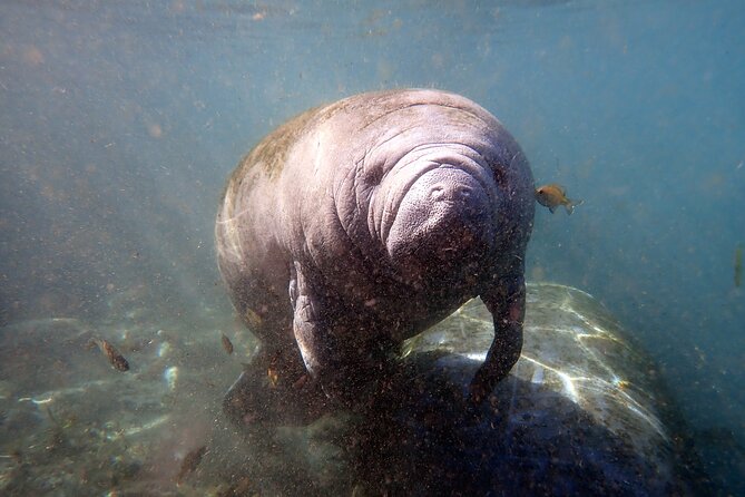 The 'OG' Manatee Snorkel Tour with In-Water Guide/Photographer - What the in-water guide adds