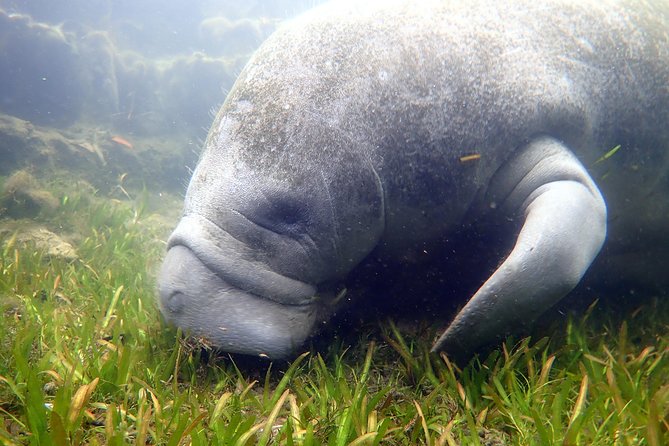 The 'OG' Manatee Snorkel Tour with In-Water Guide/Photographer - The return to the shop and cold-weather reality
