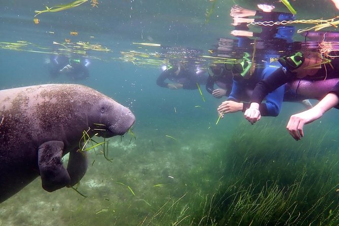 The 'OG' Manatee Snorkel Tour with In-Water Guide/Photographer - When to go for the best chance of manatees