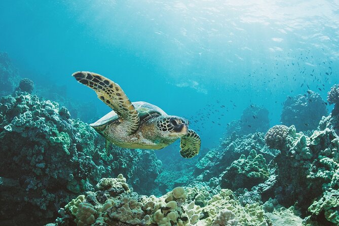 Turtle Canyon Snorkel Adventure in Waikiki, Oahu - Leaving Honolulu for Turtle Canyon