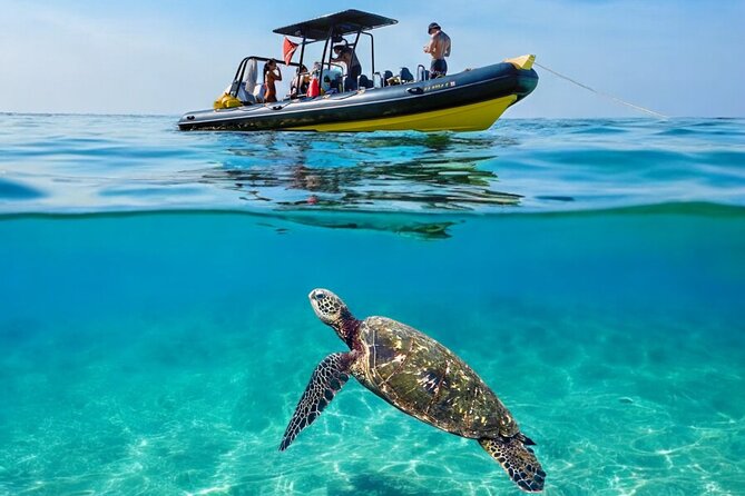 Turtle Canyon Snorkel Adventure - Small Group 6 Passengers - Why the six-person limit matters at Turtle Canyon
