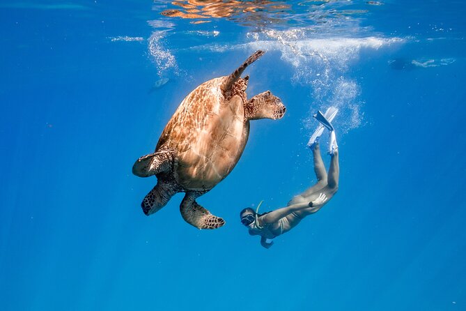 Turtle Canyon Snorkel: Semi Private Boat Tour - Key Things To Know Before You Book
