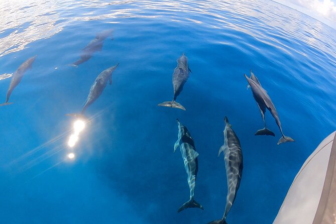 Turtle Canyon Snorkel: Semi Private Boat Tour - A Small Zodiac Instead of a Floating Bus