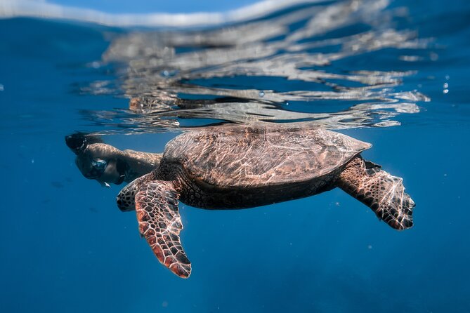 Turtle Canyon Snorkel: Semi Private Boat Tour - Why the Six-Person Limit Matters