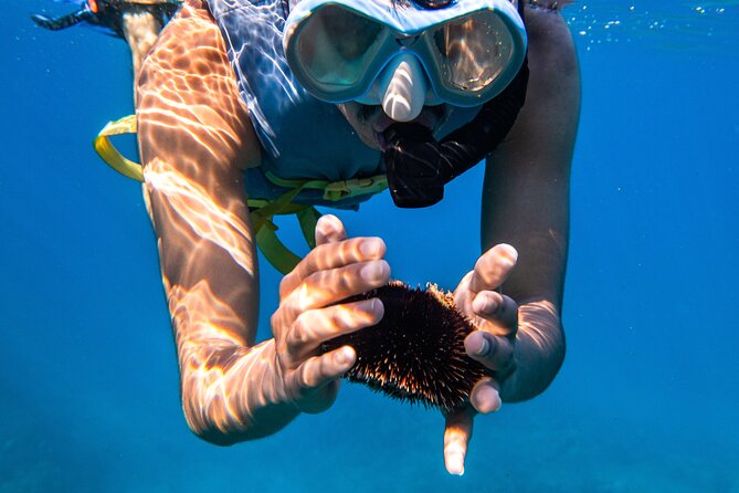 Turtle Canyon Snorkel: Semi Private Boat Tour - Guides Who Make the Water Easier