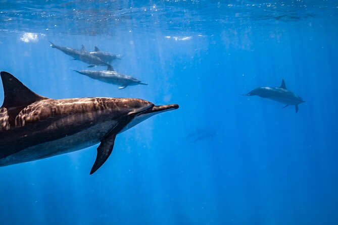 Turtle Canyon Snorkel: Semi Private Boat Tour - The Real Value of $109