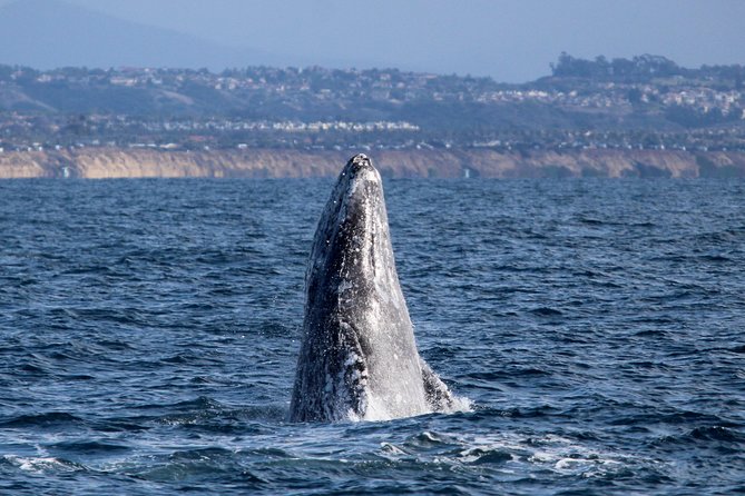Two-Hour Luxury Whale Watching Tour from Oceanside - Key details to know before you book