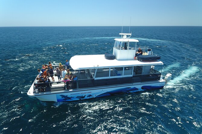 Two-Hour Luxury Whale Watching Tour from Oceanside - Starting beside Oceanside Harbor’s Lighthouse
