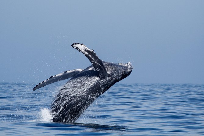 Two-Hour Luxury Whale Watching Tour from Oceanside - Oceanside Harbor Village and the view from the water