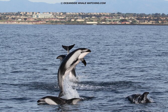 Two-Hour Luxury Whale Watching Tour from Oceanside - Seasonal whales and the odds of a memorable sighting