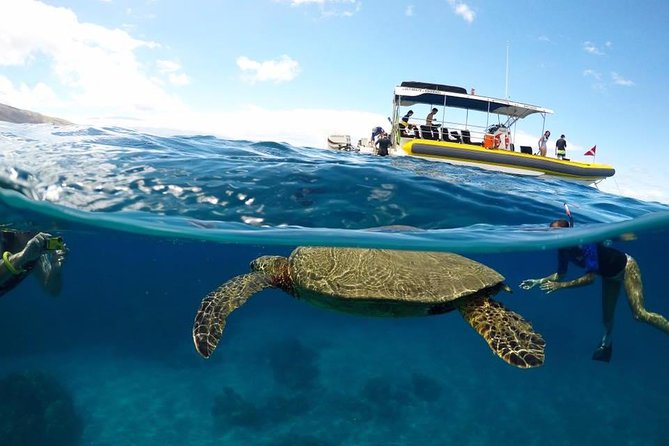 Ultimate 4 Hour Lanai Snorkel and Dolphin Encounter - Key points at a glance