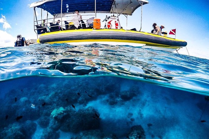 Ultimate 4 Hour Lanai Snorkel and Dolphin Encounter - Who should book this Lanai trip?