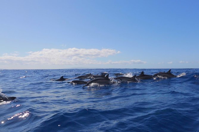 Ultimate 4 Hour Lanai Snorkel and Dolphin Encounter - First snorkel stop: Lanai reefs and sea cliffs